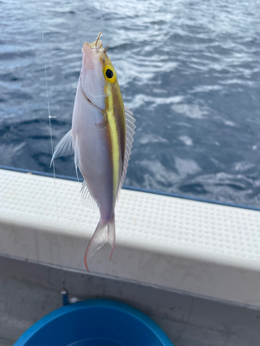 キツネウオの釣果