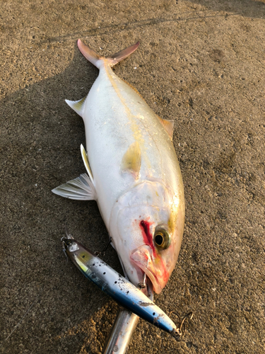 シオの釣果