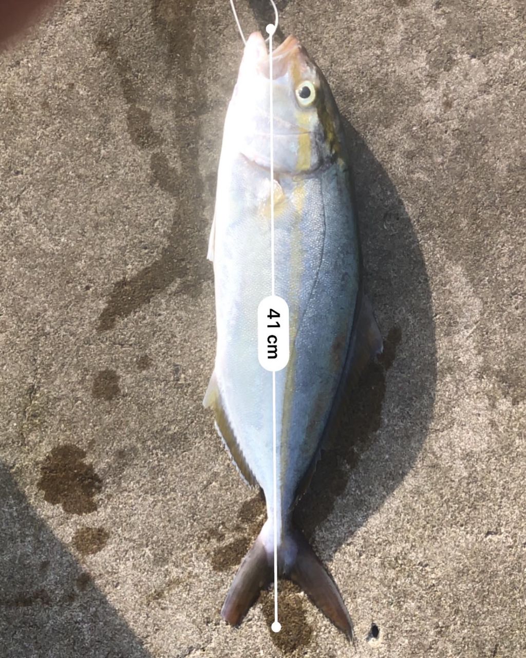 シオ