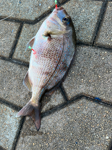 マダイの釣果