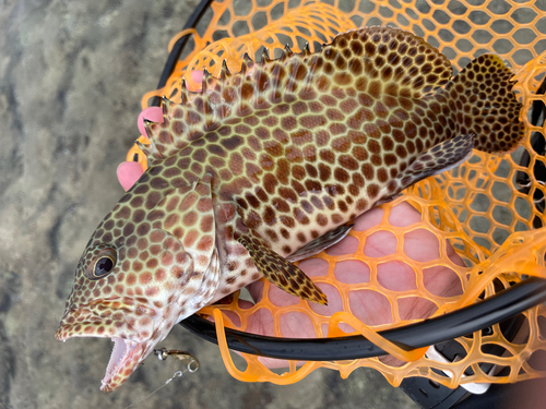 イシミーバイの釣果