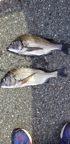 クロダイの釣果