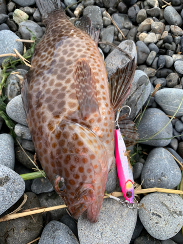 オオモンハタの釣果