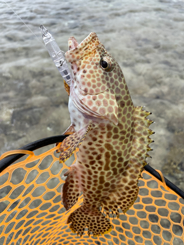 イシミーバイの釣果