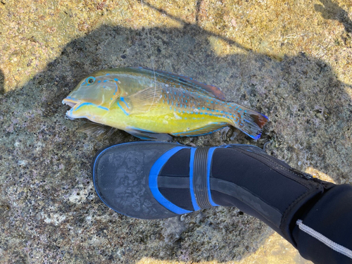 マクブの釣果