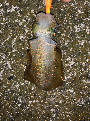 アオリイカの釣果