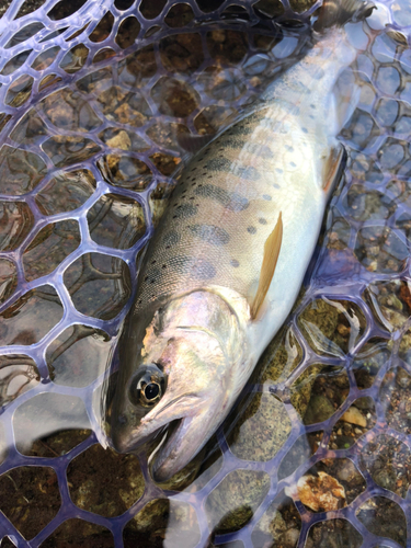 ヤマメの釣果