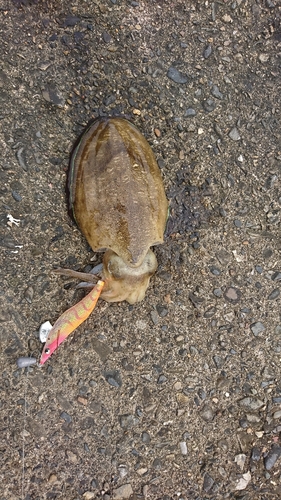 モンゴウイカの釣果