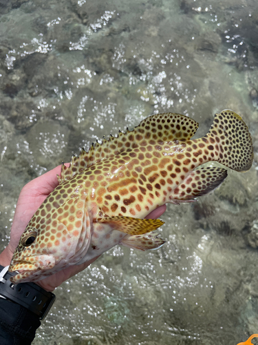 イシミーバイの釣果