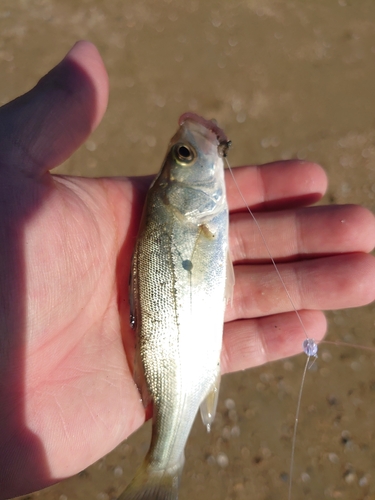 キスの釣果