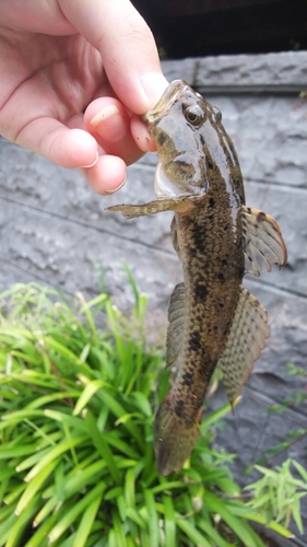 ウロハゼの釣果