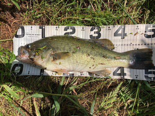 ブラックバスの釣果