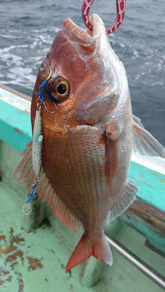 マダイの釣果