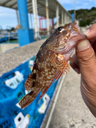 アラカブの釣果