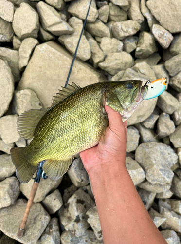 ラージマウスバスの釣果