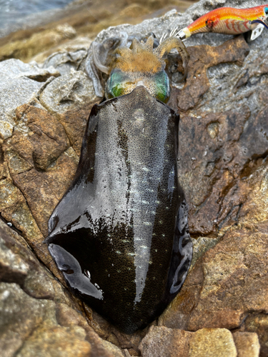 アオリイカの釣果