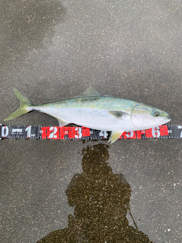 ワラサの釣果