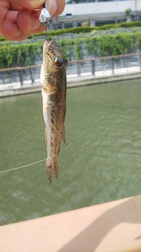 ハゼの釣果