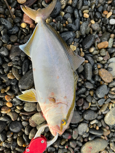 シオの釣果