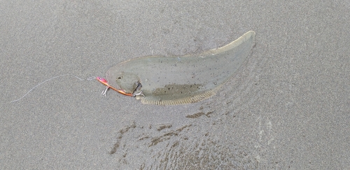 シタビラメの釣果