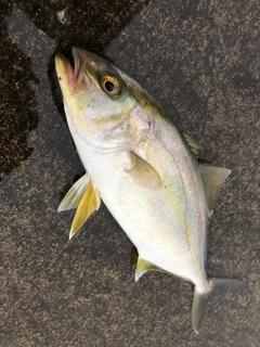 ショゴの釣果