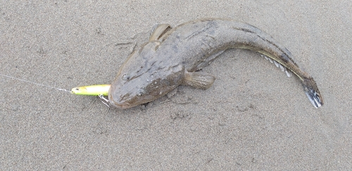 マゴチの釣果