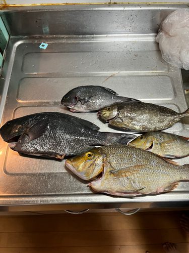 クチブトグレの釣果