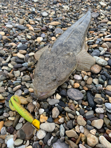 マゴチの釣果