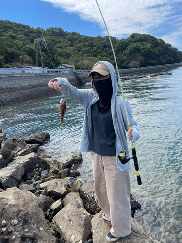 アラカブの釣果