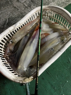 ケンサキイカの釣果