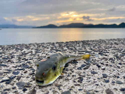 シロサバフグの釣果