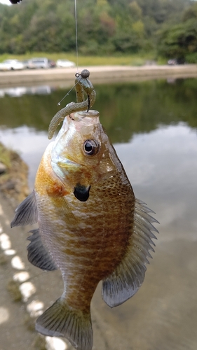 ブルーギルの釣果