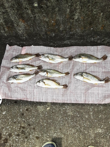 イシモチの釣果