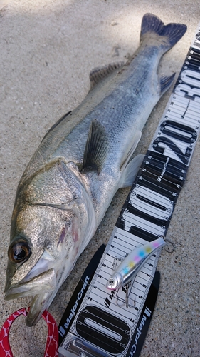 シーバスの釣果