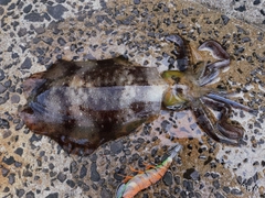 アオリイカの釣果