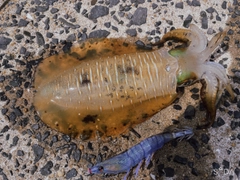 アオリイカの釣果