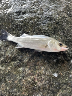 セイゴ（マルスズキ）の釣果