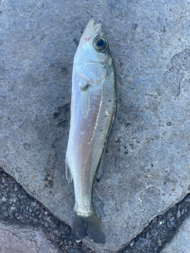 セイゴ（マルスズキ）の釣果