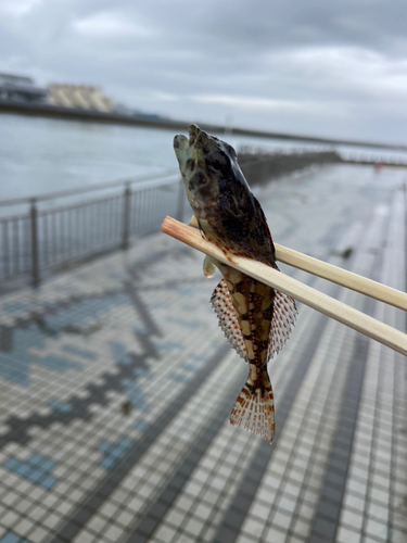 アナハゼの釣果