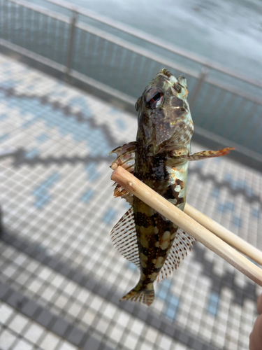 アナハゼの釣果