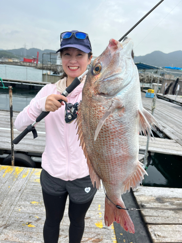 マダイの釣果