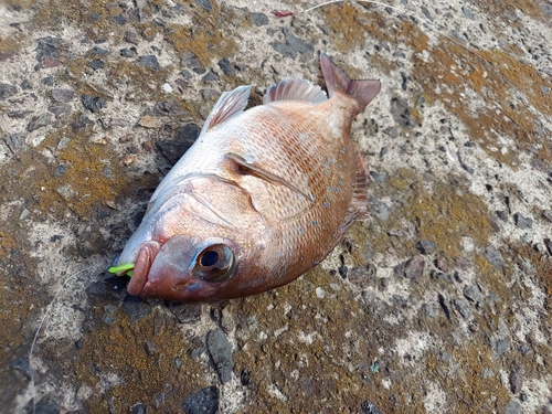 マダイの釣果