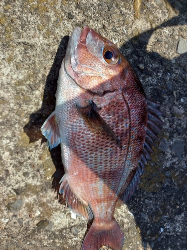 マダイの釣果