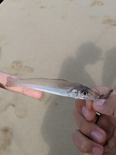 キスの釣果