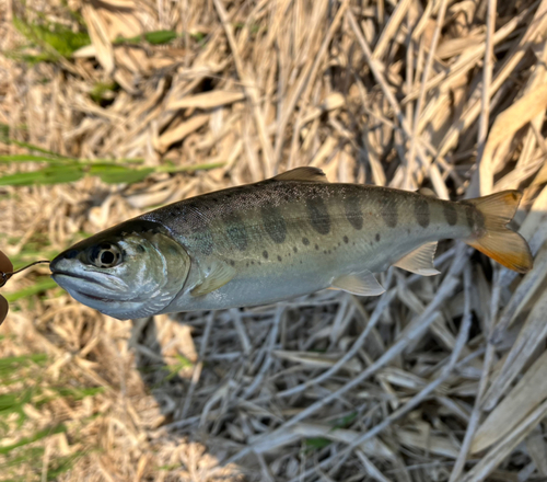 ヤマメの釣果