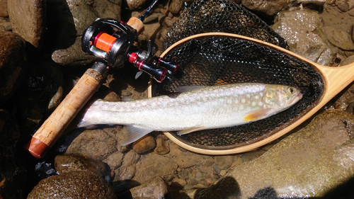 アメマスの釣果