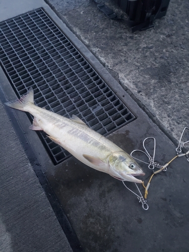 アキアジの釣果