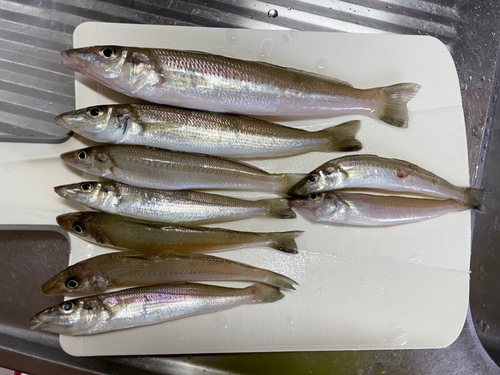 キスの釣果