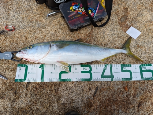 ハマチの釣果