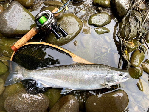 ニジマスの釣果